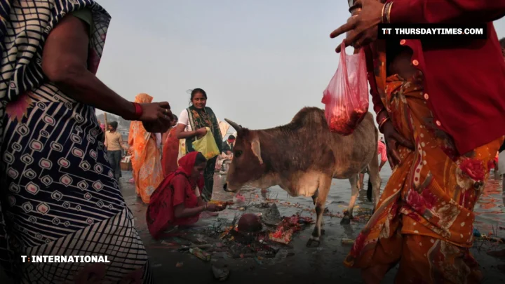 A cow stands among Hindu devotees on a riverbank in India