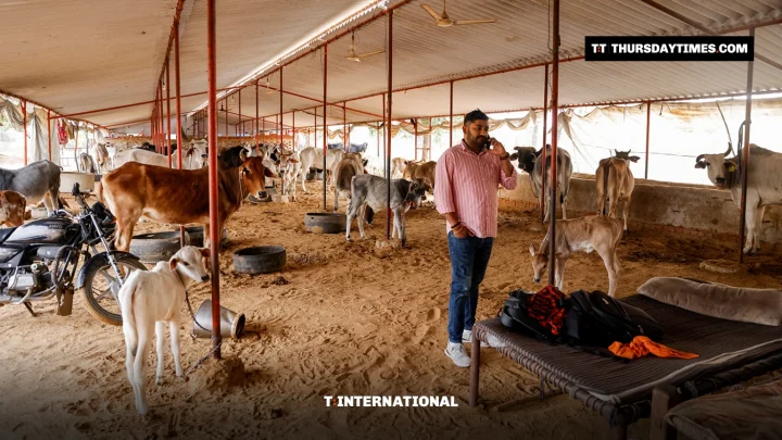 A man talks on a phone inside a shed full of cows at a cow shelter in India