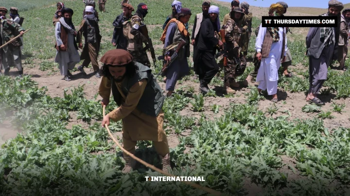 Men with sticks trample a green poppy field on a hillside in Badakhshan